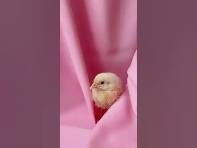 'Video thumbnail for Nice to feel home ooh  Lovely chick real comfort'
