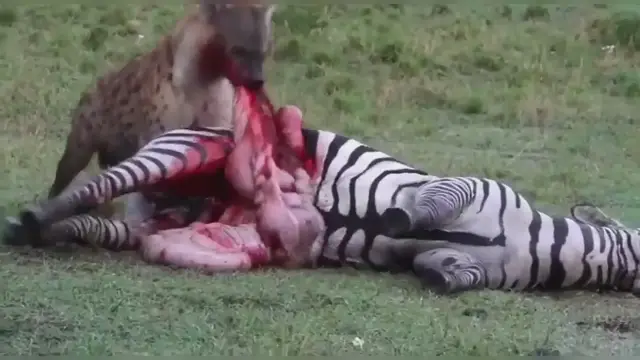 'Video thumbnail for Watch the Dramatic scene Hyenas take on a Zebra'