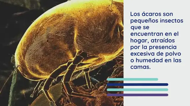 'Video thumbnail for Alerta de ácaros en casa: aquí te contamos dónde se esconden y cómo eliminarlos'