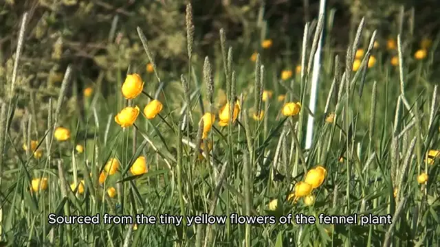 'Video thumbnail for fennel pollen'
