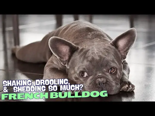 'Video thumbnail for Why Is My French Bulldog Shaking, Drooling, and Shedding So Much? π€πΎ'
