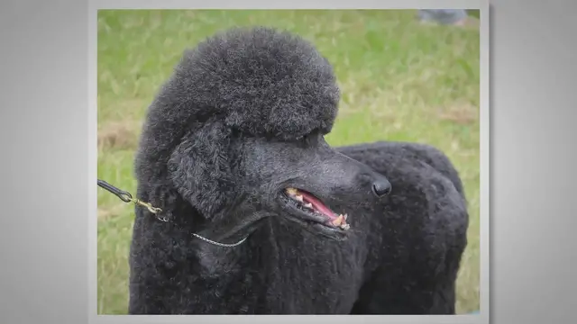 'Video thumbnail for Breed Profile: Bulldog Mixed With Poodle'