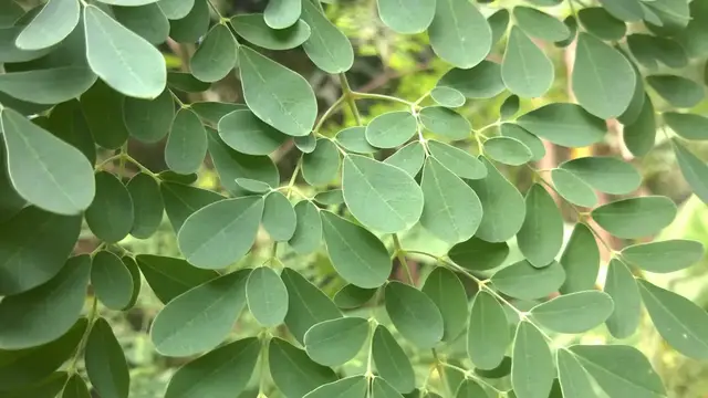 'Video thumbnail for How To Identify Moringa Oleifera Tree'