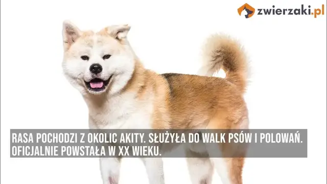 'Video thumbnail for Akita inu – opis rasy'