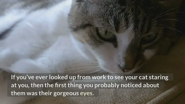 'Video thumbnail for Why Do Siamese Cats Always Have Blue Eyes?'