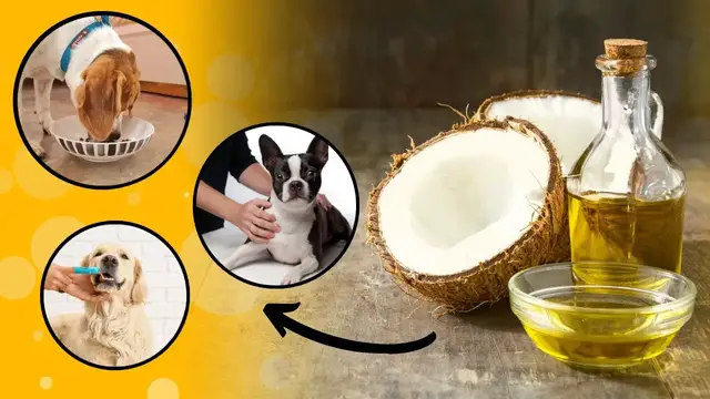 'Video thumbnail for 5 Uses of Coconut Oil for Dogs (Based on Studies)'