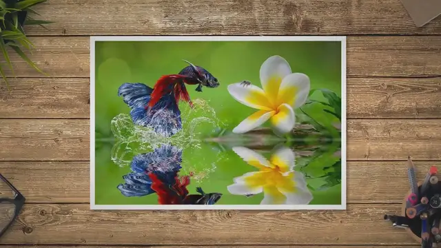 'Video thumbnail for Why Won’t My Betta Fish Eat?'