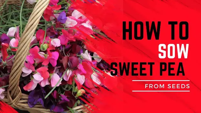 'Video thumbnail for How to Plant Sweet Peas from Seeds Step by Step Guide for Beautiful Blooms'