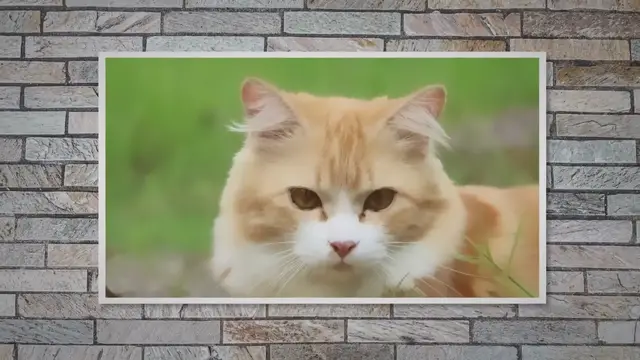 'Video thumbnail for Cat Ears Back When Playing. A Useful Guide'