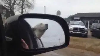 'Video thumbnail for Puppy going for a drive'