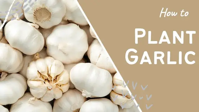 'Video thumbnail for 🧄 How to Plant Garlic: Essential Gardening Tips for a Perfect Harvest 🌱'