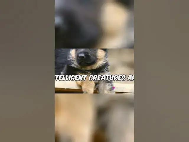 'Video thumbnail for Why Shepherds Rule'