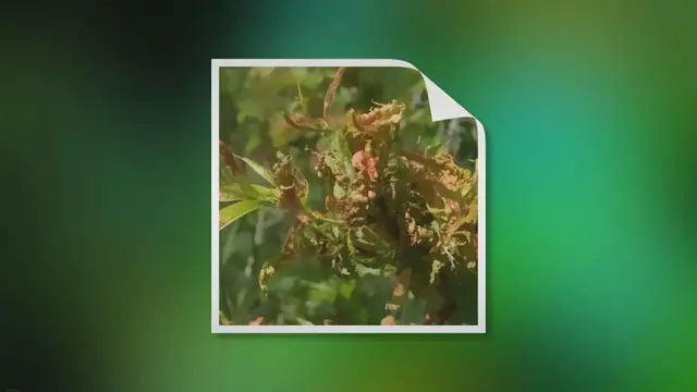 'Video thumbnail for Can You Eat A Peach From A Tree Infected With Leaf Curl?'