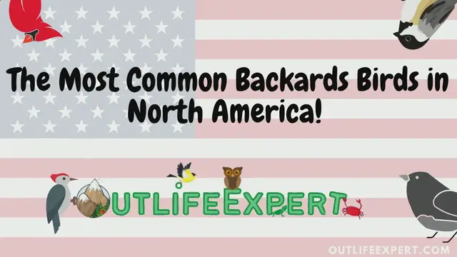 'Video thumbnail for Top US Backyard Birds 1'