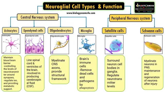 'Video thumbnail for Neuroglial Cell Types by location and Basic function|| 6 Types of Glial cells and their function'