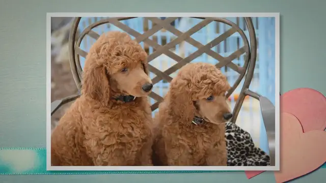 'Video thumbnail for Smart Poodle Dog Breed: Care, Info, and Characteristics'