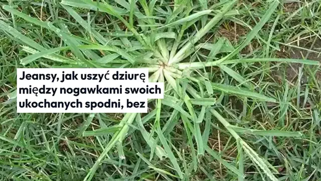 'Video thumbnail for Jak zszyć dziurę między nogawkami dżinsów bez śladu: Przygotuj igłę'