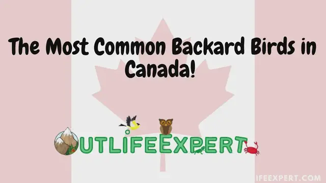 'Video thumbnail for Backyard Birds of Canada'
