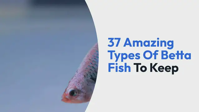 'Video thumbnail for 37 Amazing Types Of Betta Fish To Keep'