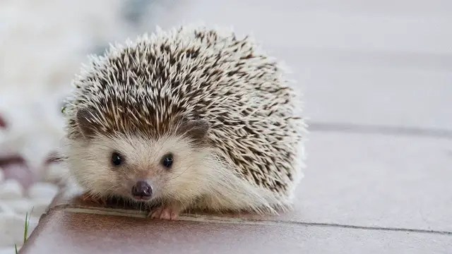 'Video thumbnail for Jeże dzikie i hodowlane. Opis gatunku, żywienie jeża, rozmnażanie jeży'