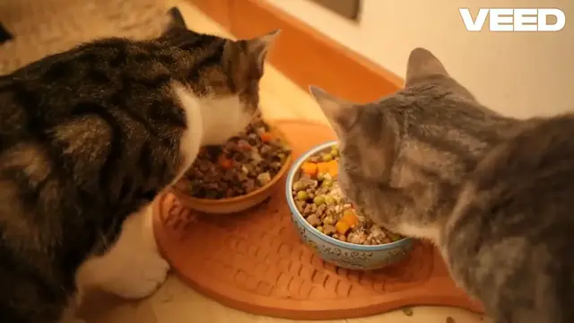 'Video thumbnail for The Ultimate Guide to Pet Food: Keeping Your Furry Friends Healthy and Happy'