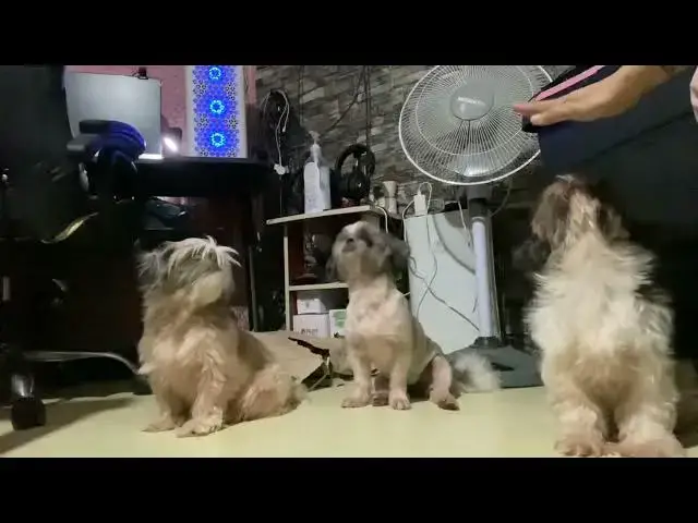 'Video thumbnail for Treats is what they are waiting | Treat tike with these cute fellas | Bella is so excited to eat'