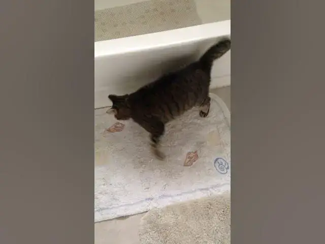 'Video thumbnail for Acrobatic Cats'