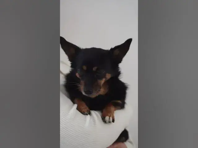 'Video thumbnail for Best of Human Pets Relationships #5| See the comfort of a puppy in the owner's arms'