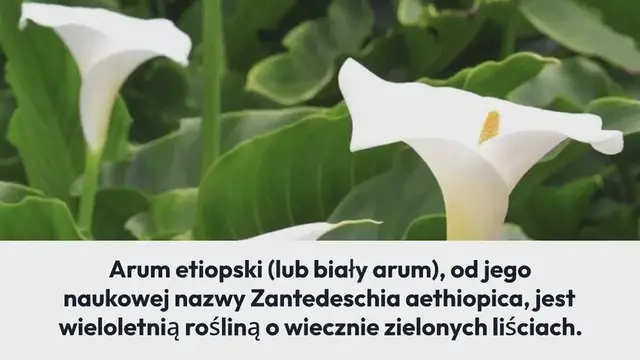 'Video thumbnail for Oto jak dbać o biały arum, aby kwitł, perfumował dom i nigdy nie znikał'