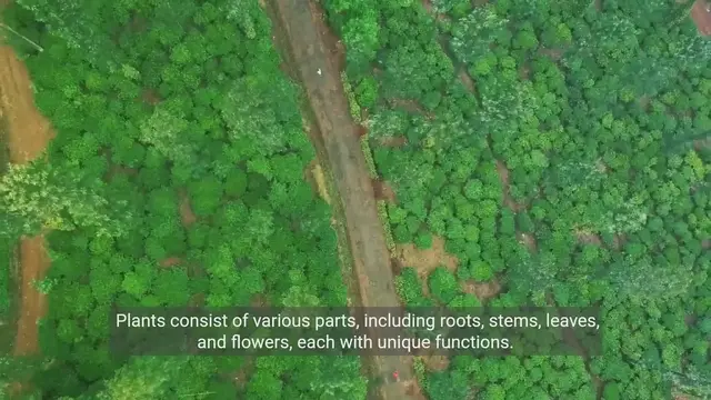 'Video thumbnail for Unveiling Plant Anatomy - A Detailed Exploration'