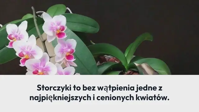 'Video thumbnail for Jak rozmnażać storczyki w domu, żeby nie trzeba było ich ponownie kupować'