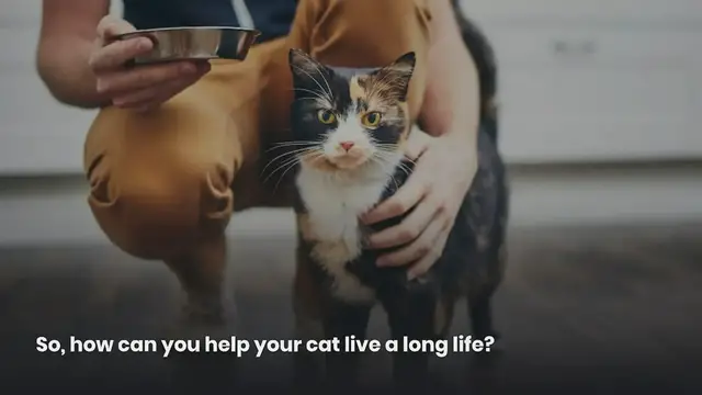 'Video thumbnail for How Long Do Cats Live'