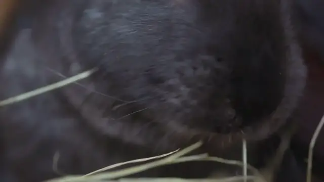 'Video thumbnail for Is Sand Safe For Rabbits'