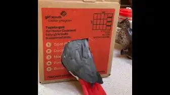 'Video thumbnail for The most curious parrot in the world'