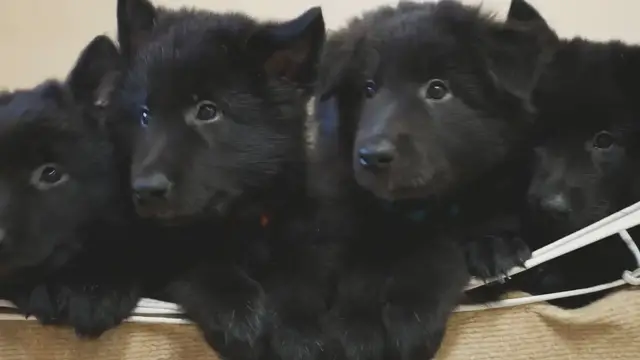 'Video thumbnail for belgian sheepdog puppy feeding '
