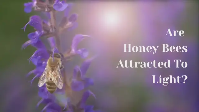 'Video thumbnail for Are Honey Bees Attracted To Light?'