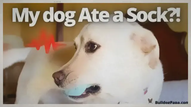 'Video thumbnail for My Dog Ate A Sock But Is Acting Normal'
