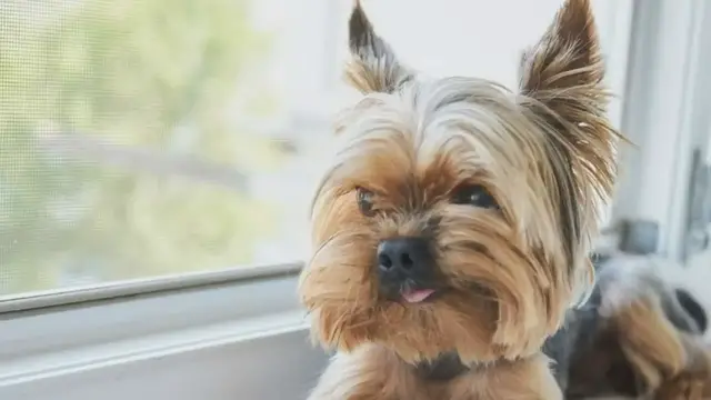 'Video thumbnail for Yorkshire Terriers'