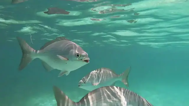 'Video thumbnail for Snorkelen bij Akumal (vissen)'