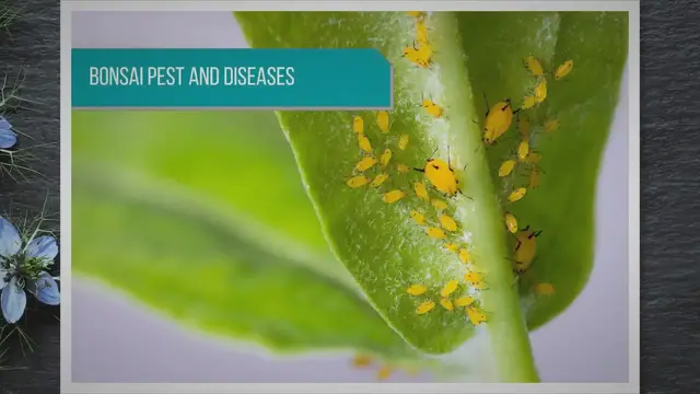 'Video thumbnail for How to Identify & Treat Bonsai Pests and Diseases'