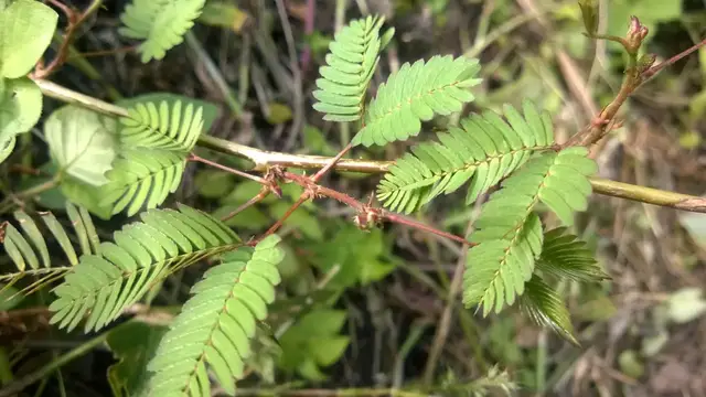 'Video thumbnail for What Is Mimosa Pudica? Secrets Of the Amazing Shame Plant'