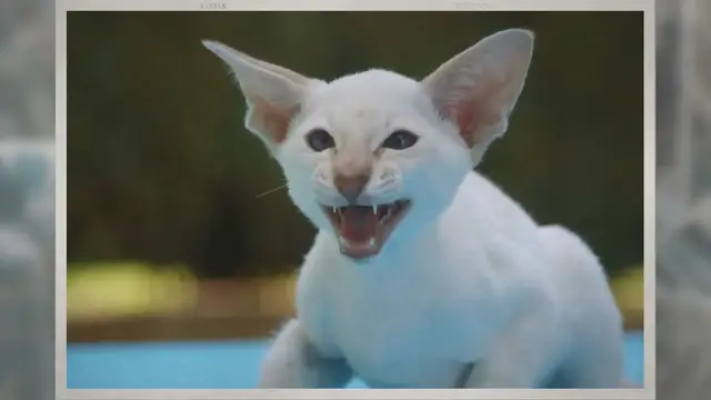 'Video thumbnail for Why does my cat chew on me? 6 Reason you should know .'