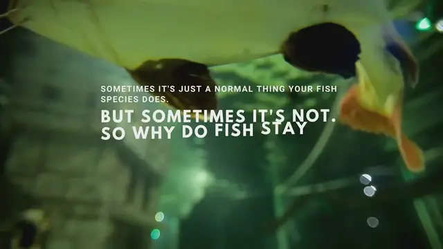 'Video thumbnail for Fish staying at top of tank, And what to do about it'