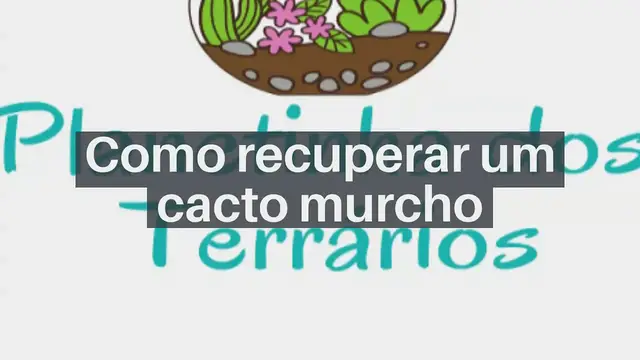 'Video thumbnail for Como recuperar um cacto murcho'