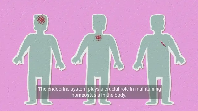 'Video thumbnail for Understanding the Endocrine System | Glands and Hormones'