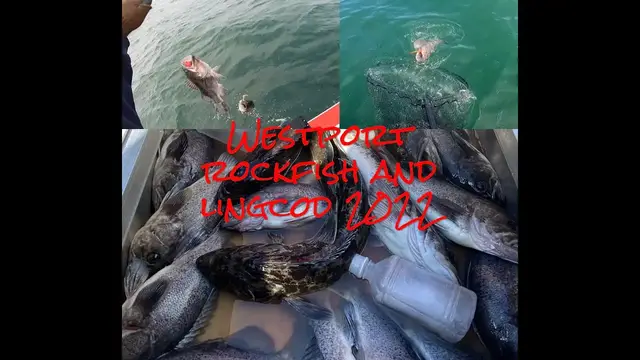 'Video thumbnail for Westport Lingcod and Rockfish Fishing 2022'