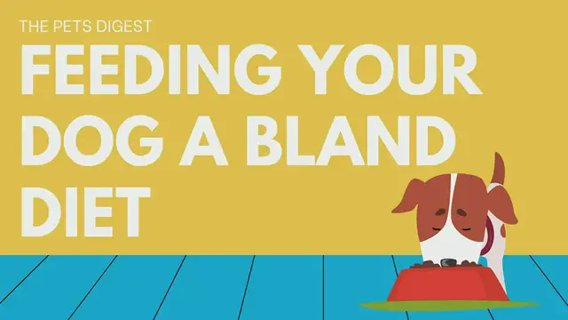 'Video thumbnail for BLAND  DIETS FOR DOGS: what is a bland diet?  When should you give your dog a bland diet?'