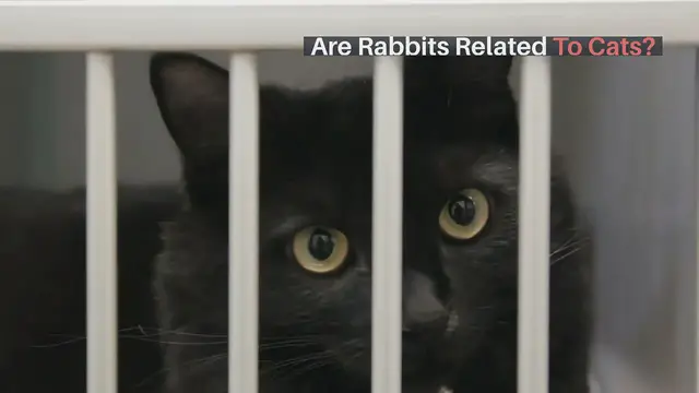 'Video thumbnail for Are Rabbits Related to Cats'