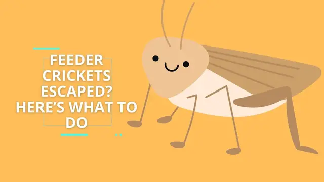 'Video thumbnail for Feeder Crickets Escaped? Here’s what to do'