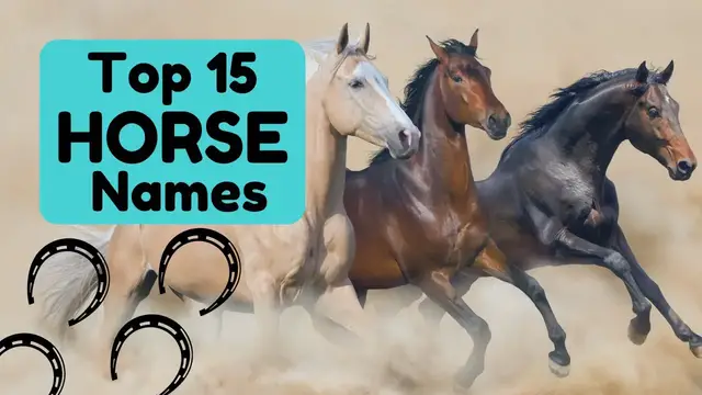 'Video thumbnail for Horse Names | Joyful Equestrian'